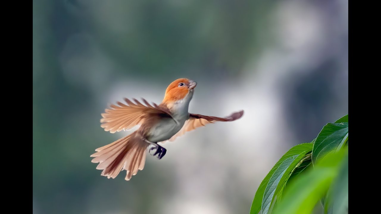 Birding in Mishmi Hills