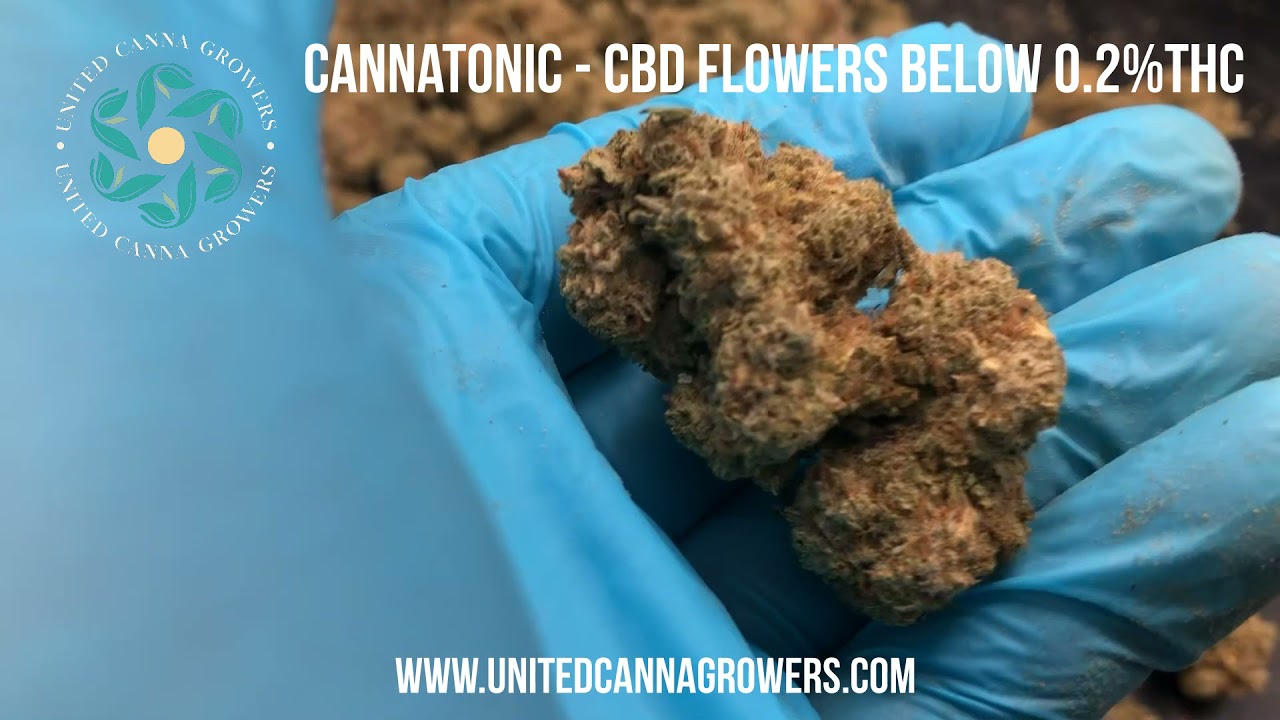 Cannatonic CBD - below 0.2% THC - high quality CBD flowers