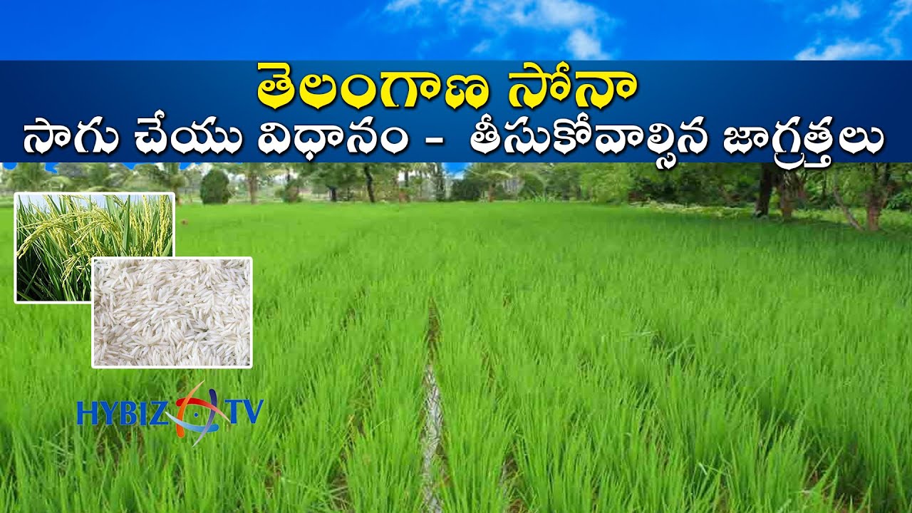తెలంగాణ సోనా సాగు చేయు విధానం | Telangana Sona Sugar free Rice | hybiz tv