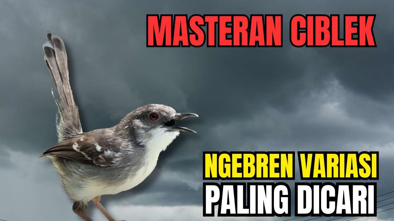 Masteran Ciblek Ngebren Variasi Suara Jernih | Masteran Ciblek Terbaik