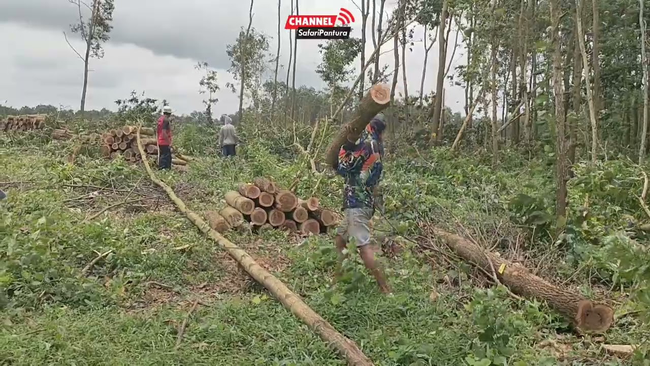 Operator Chainsaw Senior kembali muncul  tebang pohon Accasia Mangium Sustainable forest 