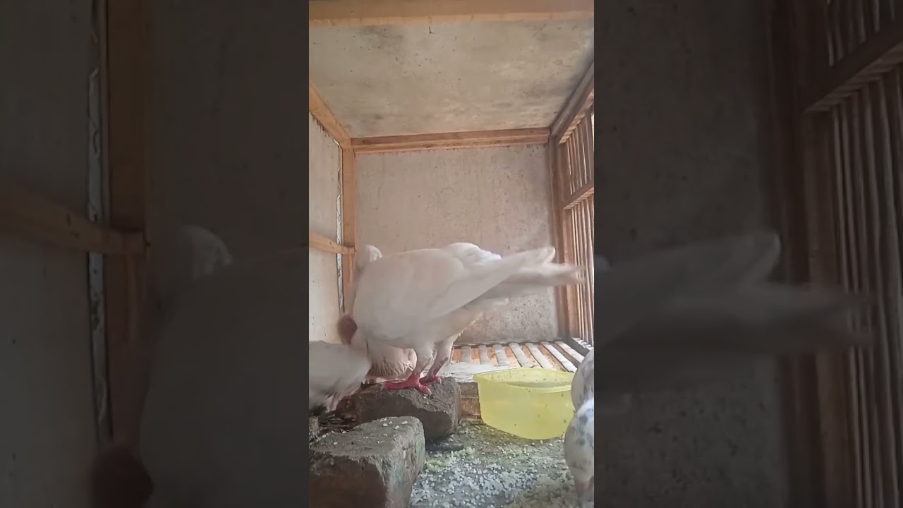 AllAH Sengaja mengganggu mu bukan untuk menjatuhkan tetapi agar kamu tidak tunduk pada dunia..