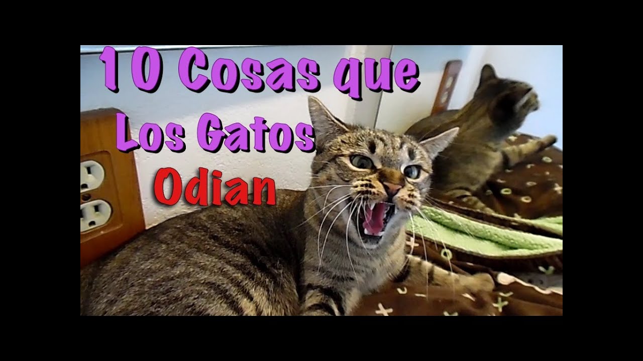 10 Cosas que Los Gatos Odian