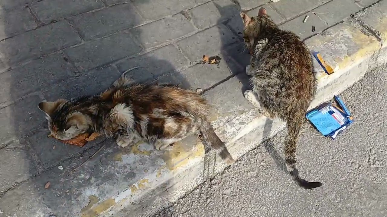 Maaile🐭🐭🐭🤩#catsvideo#kedivideoları#cats