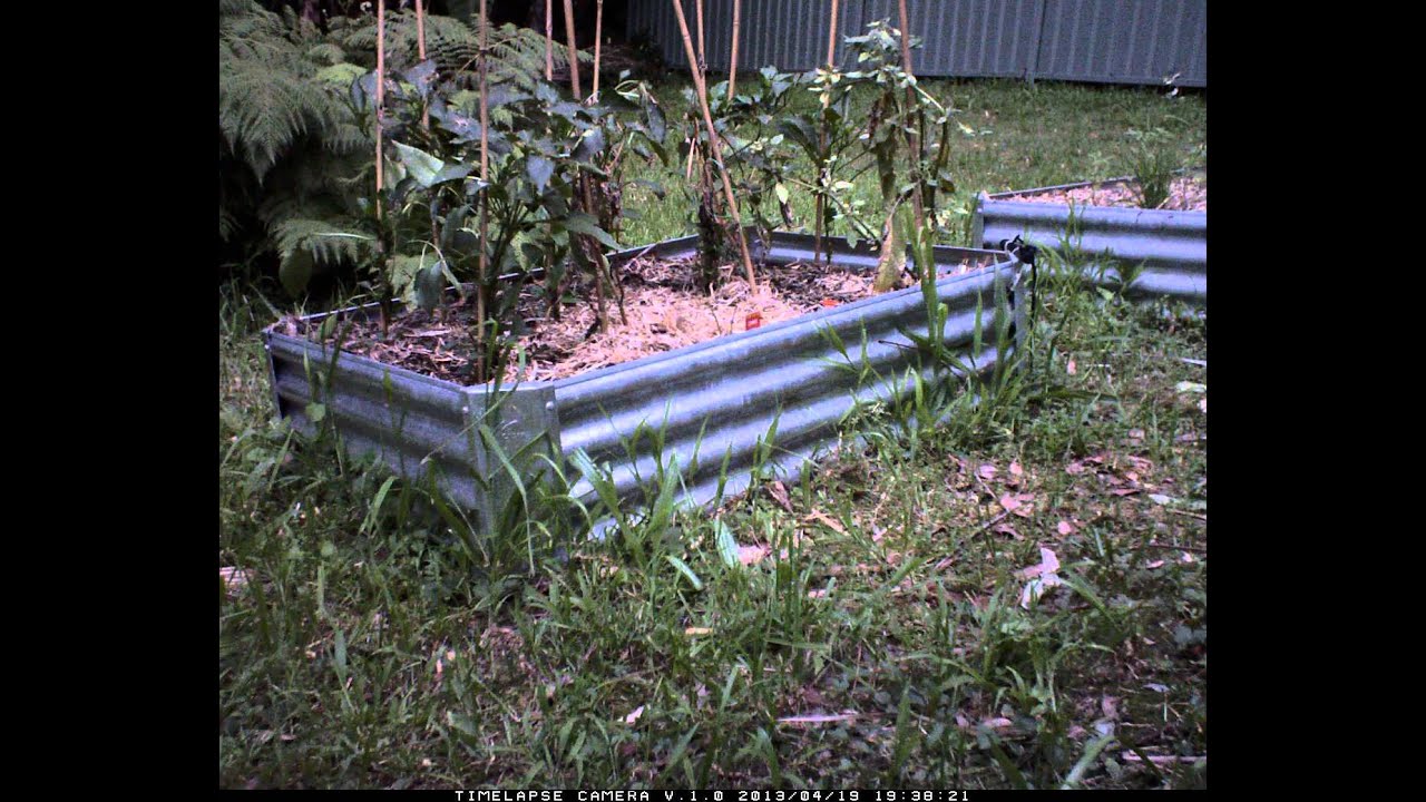 Time lapse of my garden vandal