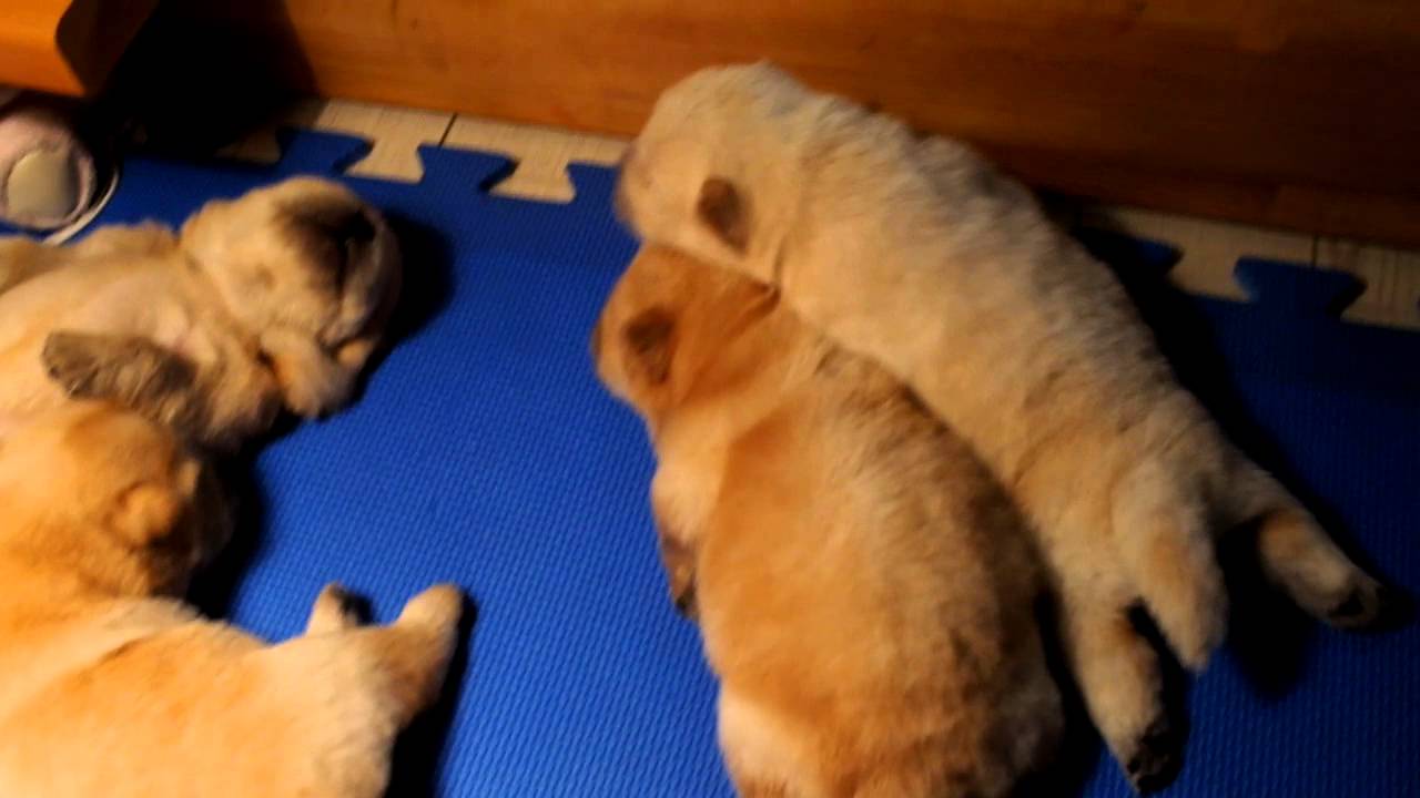 12 days old Chow Chow puppies