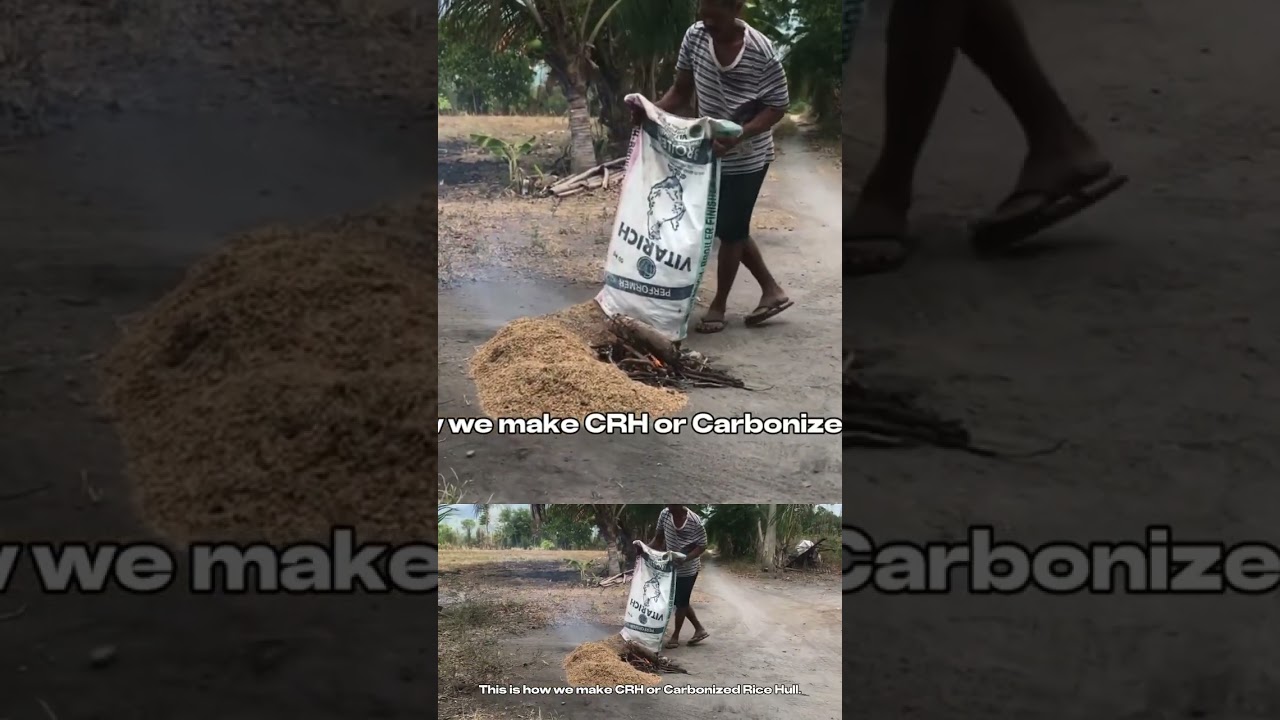 Making a Carbonized Rice Hull (CRH) in a SIMPLEST Way #soilconditioner  #shorts #agriculture