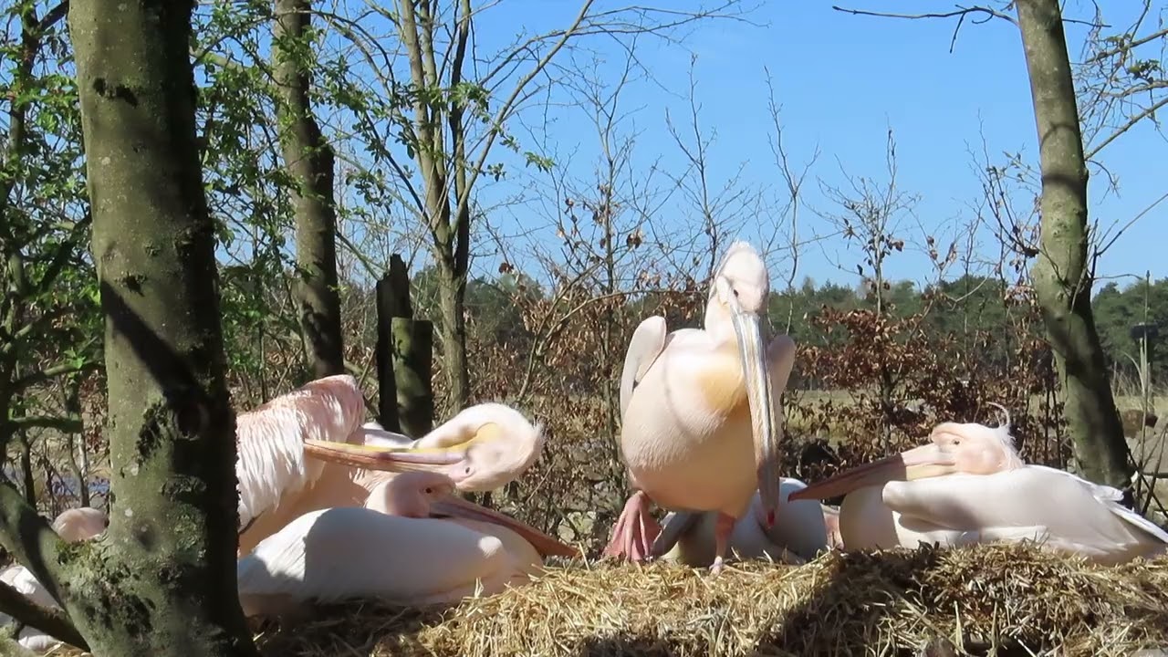 Roze pelikanen.