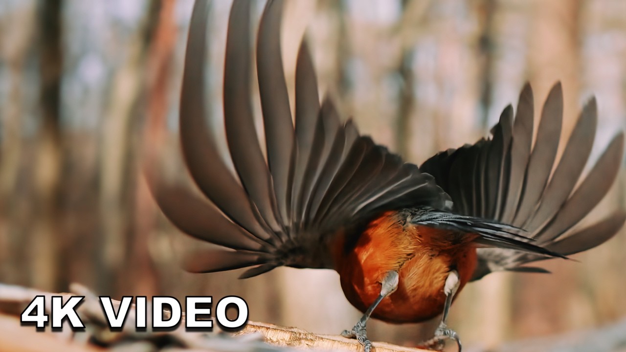 [4K] 30 MINS Peaceful Wild Birds | Cold Rainy Morning Relaxing Nature ASMR (39.5°F / 4.2°C)