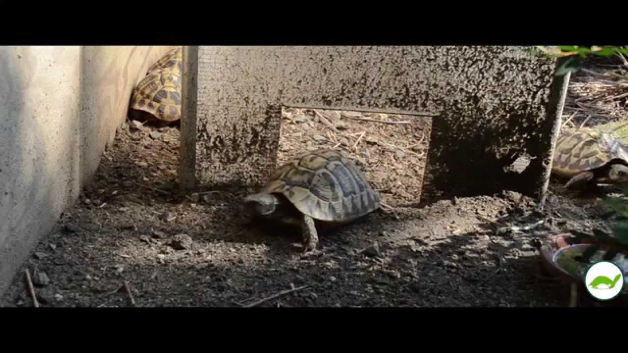 Hermann's Tortoise Care