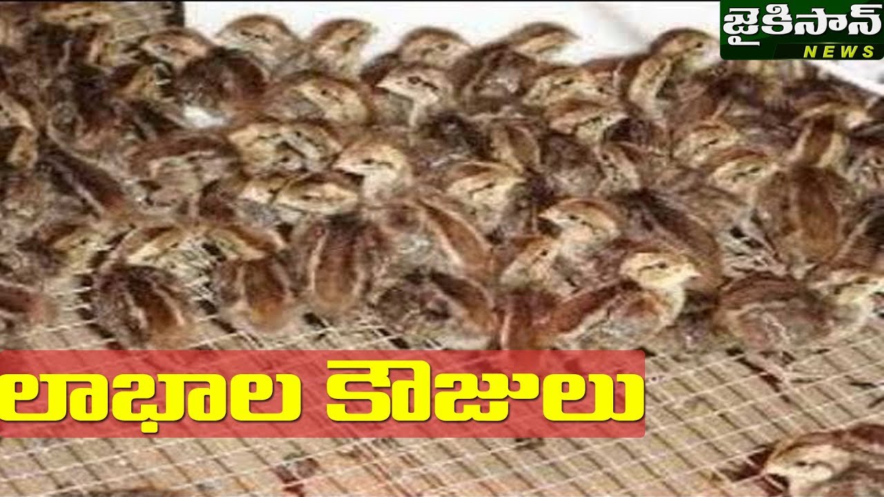 కౌజు పిట్టల పెంపకం లాభదాయకం | Profitable Quail Farming | JaiKisan News