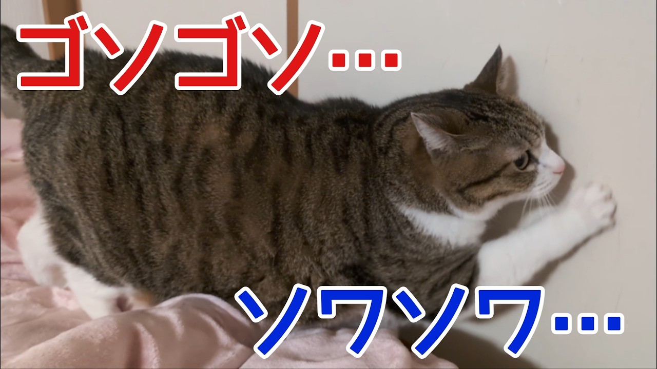 急にソワソワしはじめた猫。vol.1518