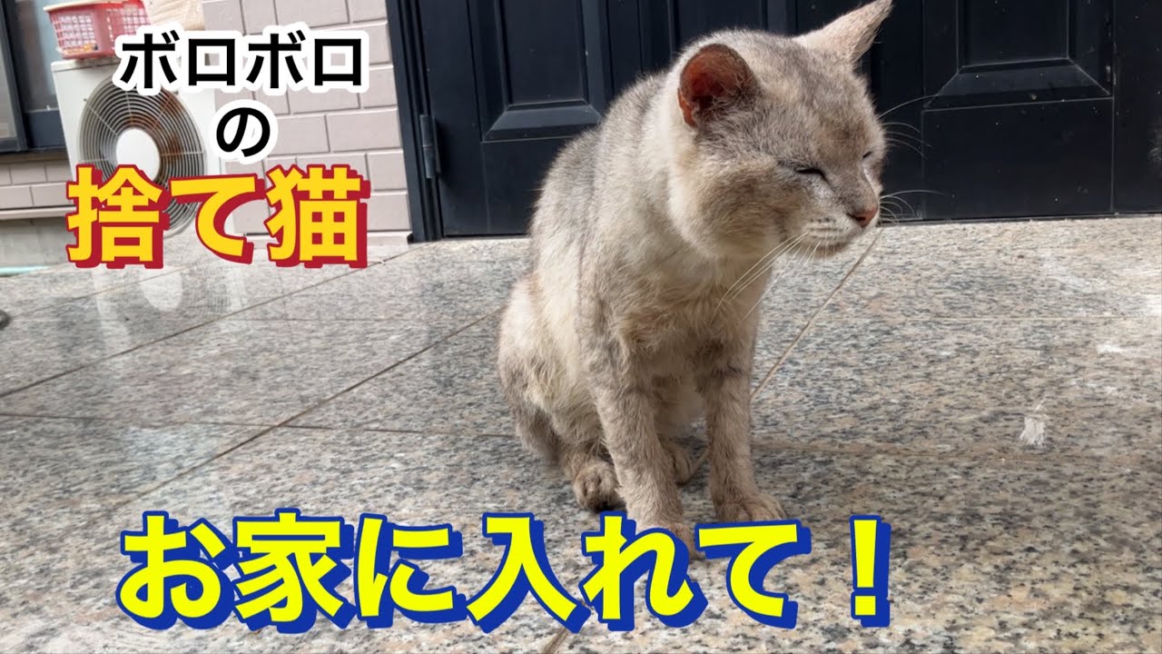 毎日目で訴えてくる2年前に捨てられた猫