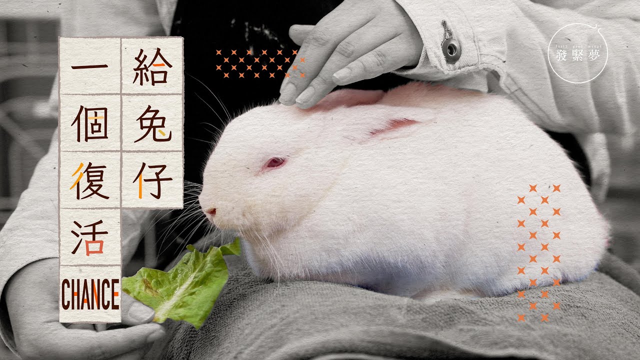 做義工不是陪兔仔玩 兔協義工︰每日要清70個籠！【夢生活】