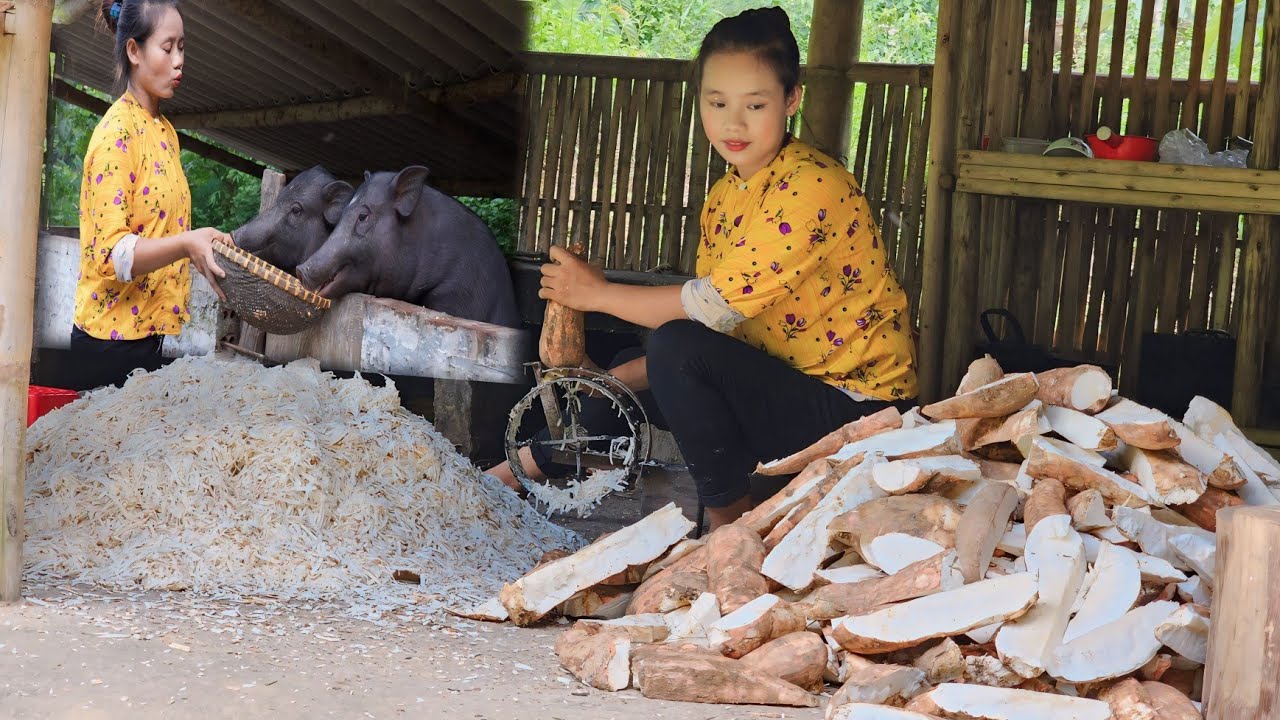 Harvesting cassava to preserve pig feed - Cooking food for pigs l LÝ THỊ SAI