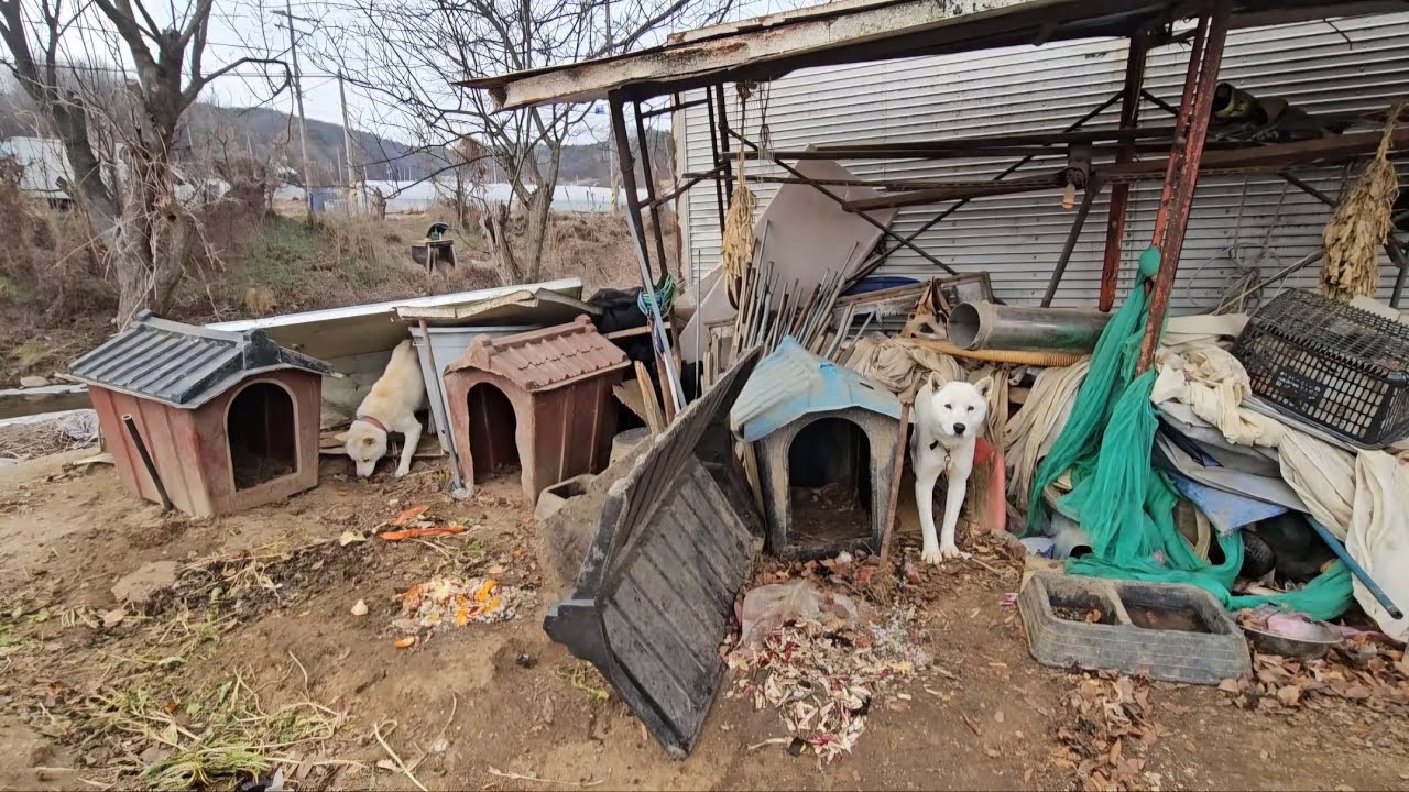 음식물쓰레기를 먹고사는 마당견에게 사료를 주었습니다.