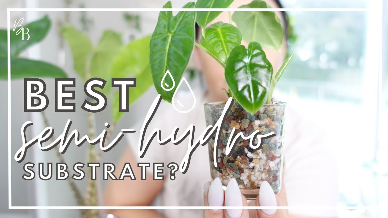 ONE MONTH Semi-Hydro Growth REVEAL | How to Pot Houseplants In Semi-Hydroponic | Lechuza Pon Plants