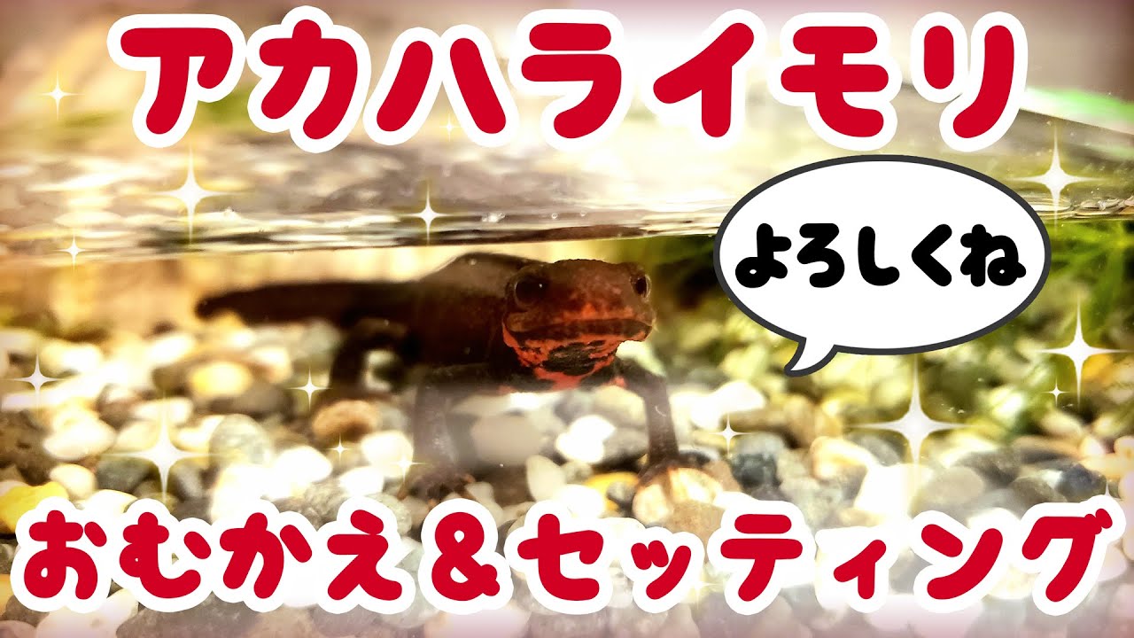 アカハライモリをお迎え＆イモリウムのセッティングをしてみました。#ゆっくりアカハライモリ日記 1