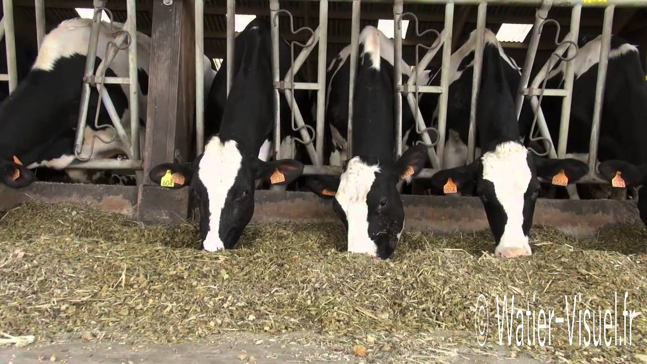 Vaches laiti&egrave;res Prim Holstein nourries avec de l'ensilage de ma&iuml;s