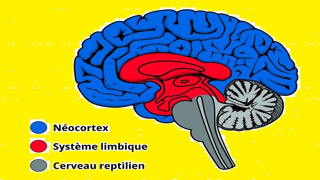 6 Le holon humain &ndash; Une structure complexe de conscience incarn&eacute;e
