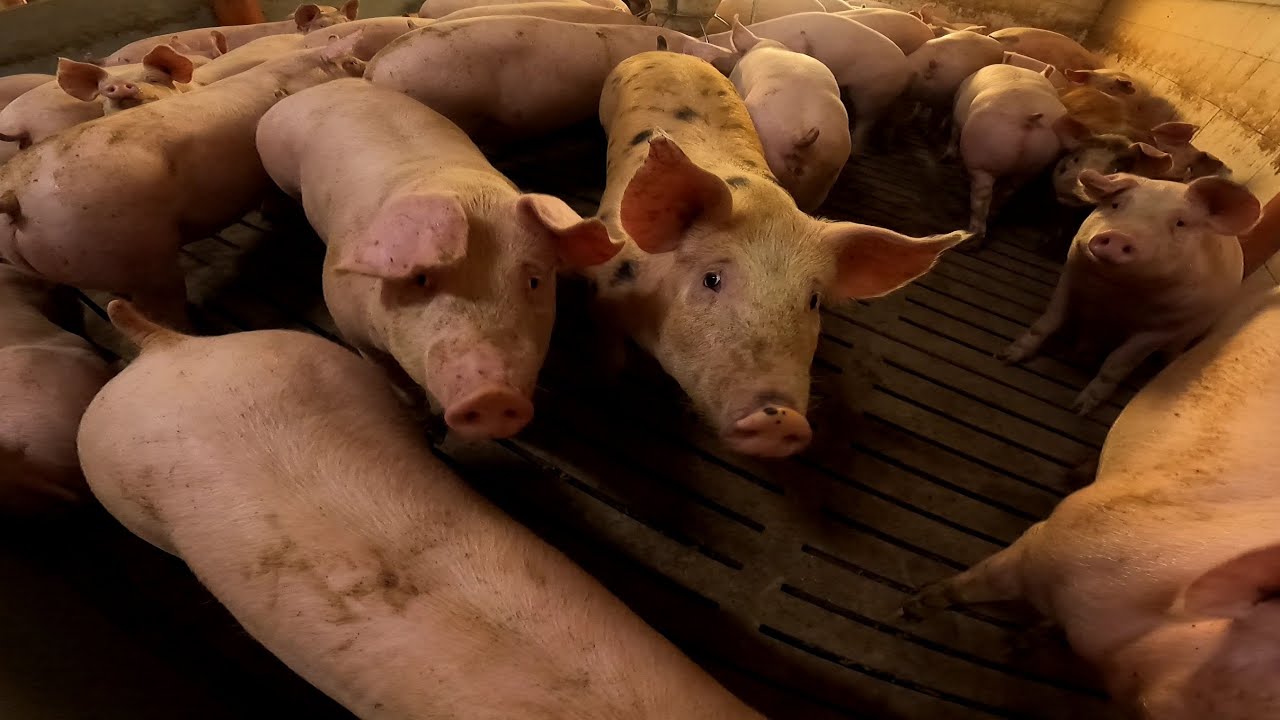 Tuczarnia i warchlakarnia || Sprzedaż świń i oprowadzenie po chlewniach!
