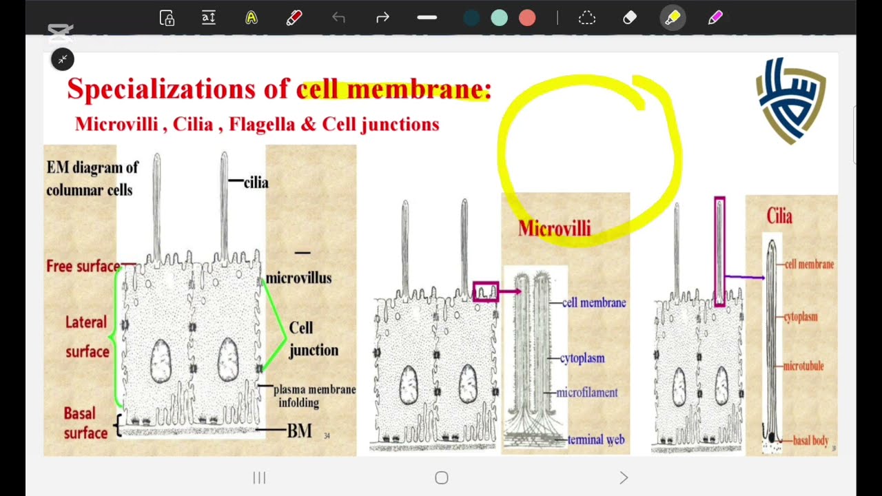 سلام cytology 1 الجزء التاني