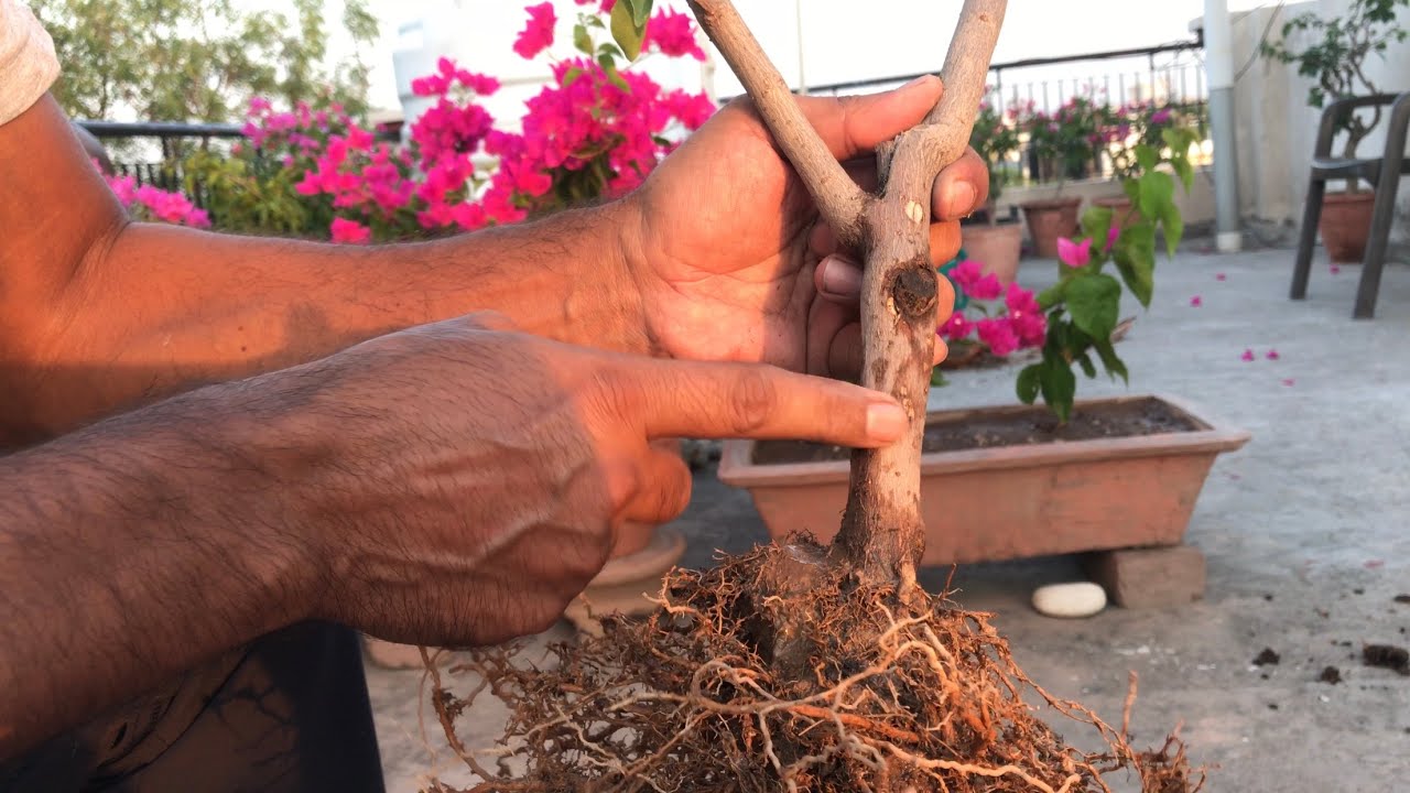 bougainvillea bonsai || bonsai repotting || bonsai root work || root pruning || बोगैनविल्ल्या बोंसाई