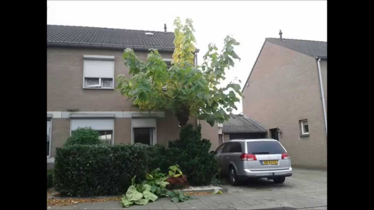 Catalpa snoeien 2014