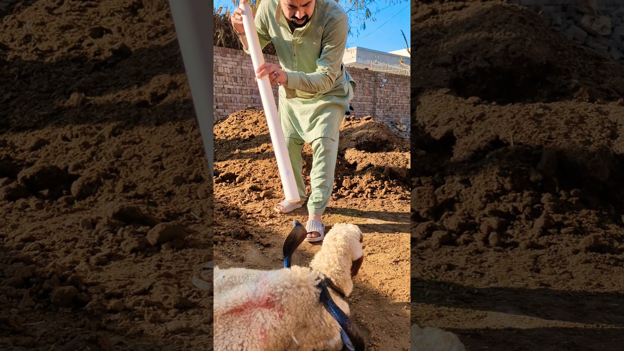 mime ki gardan ke oper sanp/Snake on the neck of a camel