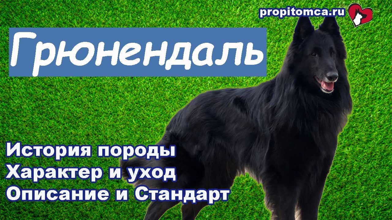 Грюнендаль - порода черных длинношерстных бельгийских овчарок