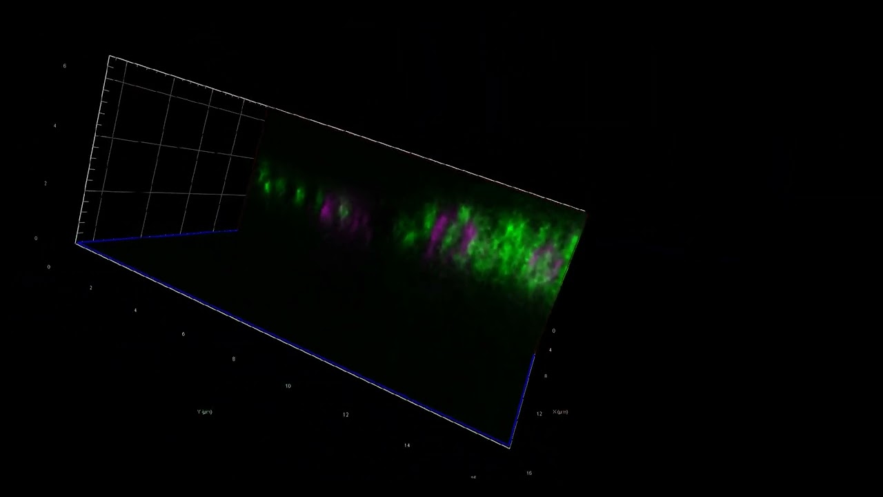 Confocal laser scanning microscope Zeis LSM900 Airyscan: 3D Airyscan images - Video 2
