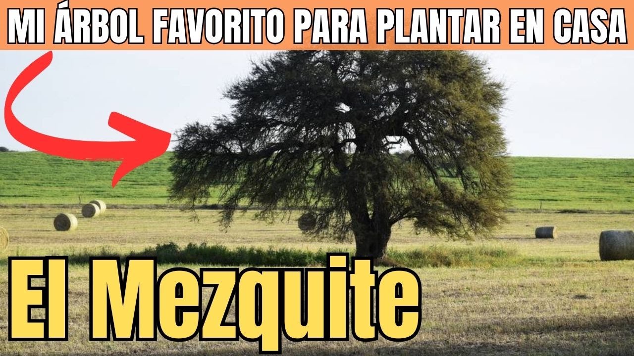 Sembrar Mezquite en Casa: El Árbol Ideal para Tu Jardín 🌳