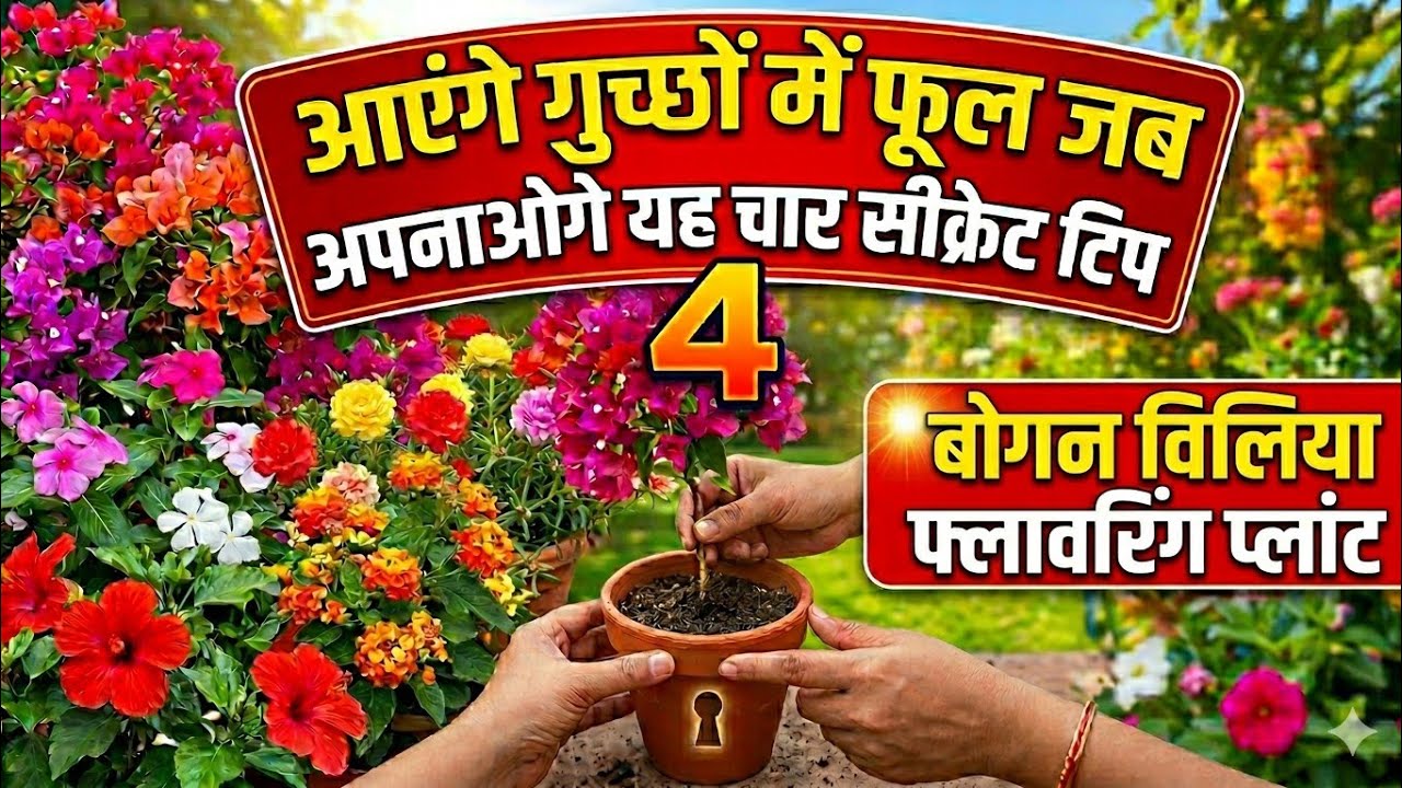  बोगनवेलिया प्लांट पर चार केयर टिप्स जिससे आप का पौधा भी फूलों से भर जाएगा The potted plant with me 
