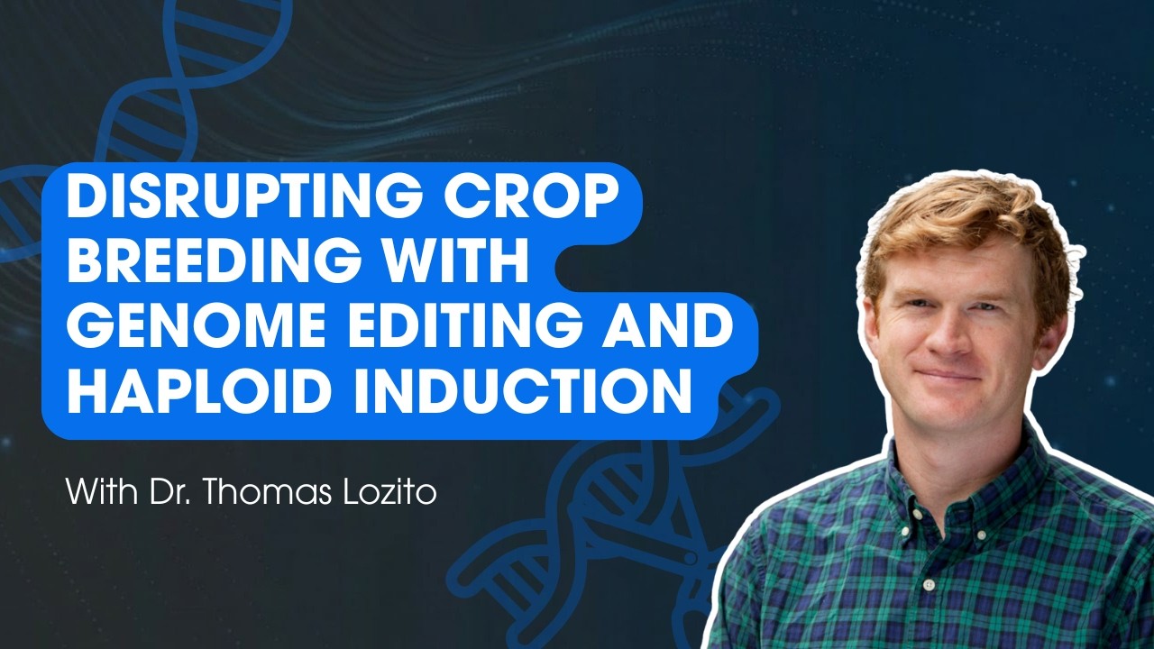 Disrupting Crop Breeding with Genome Editing and Haploid Induction
