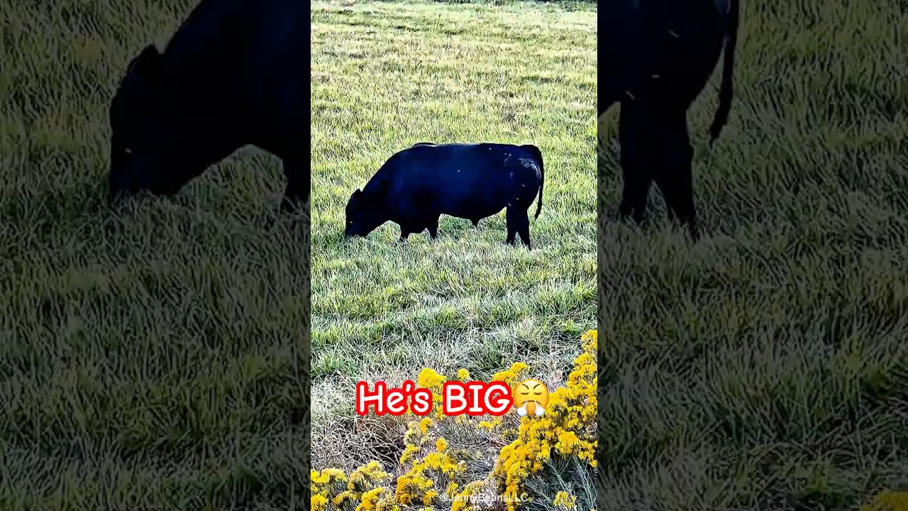 Huge Black Angus Bull Side Profile in Nature 🐂