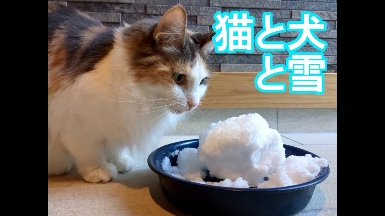 猫と犬と雪 【メインクーン&キャバリア】