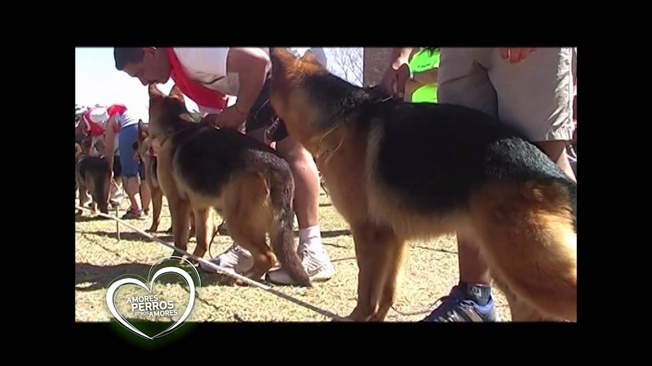 Club del Perro Ovejero Alemán
