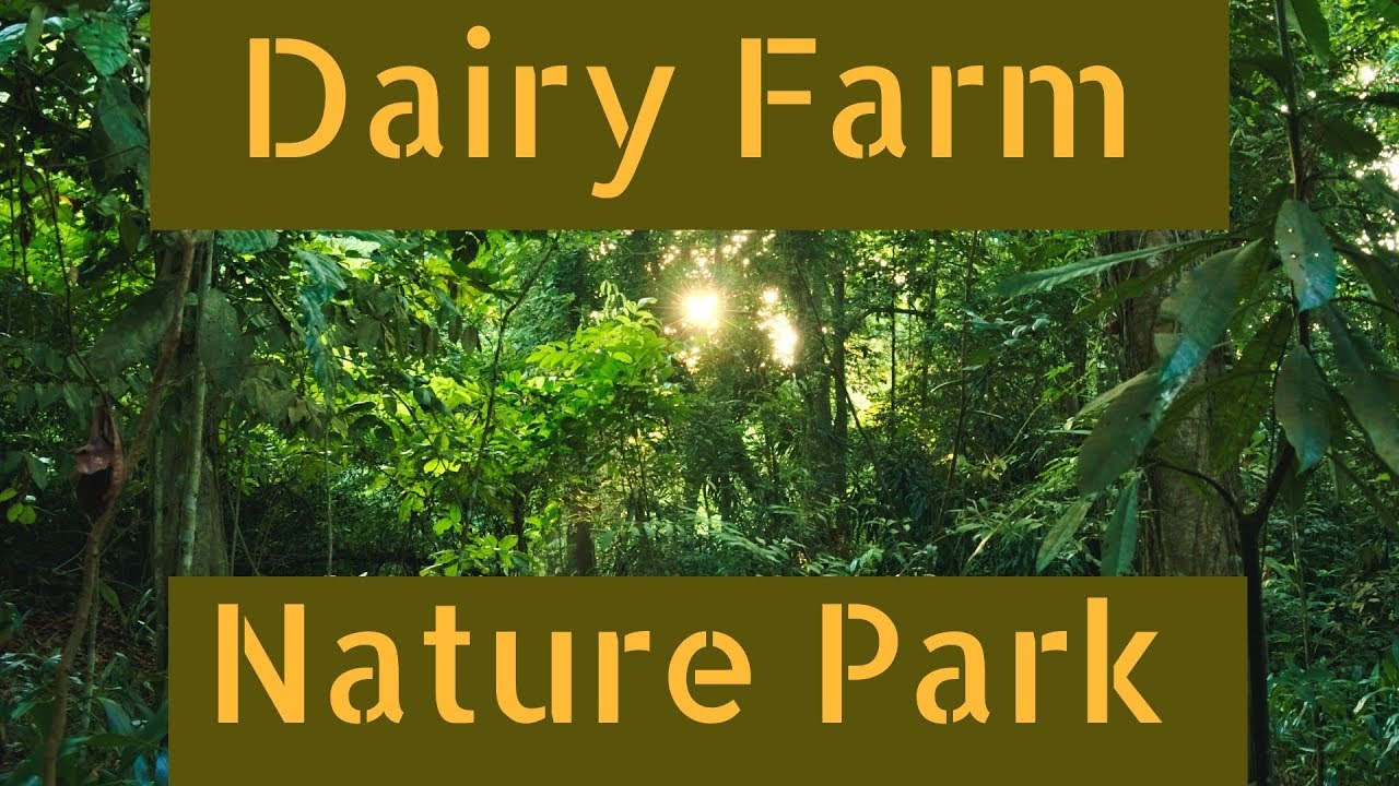 Hike in Singapore: Dairy Farm Nature Park