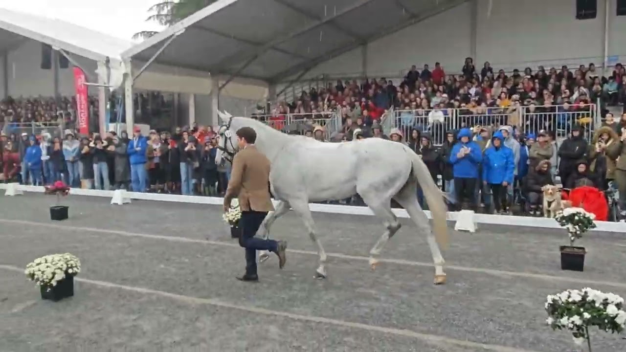 Les chevaux français acceptés à la 