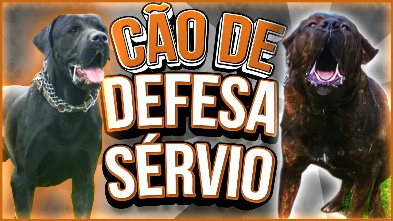 CÃO DE DEFESA SÉRVIO - Tudo sobre a raça - Origem, cuidados, temperamento, etc #caesdeguarda