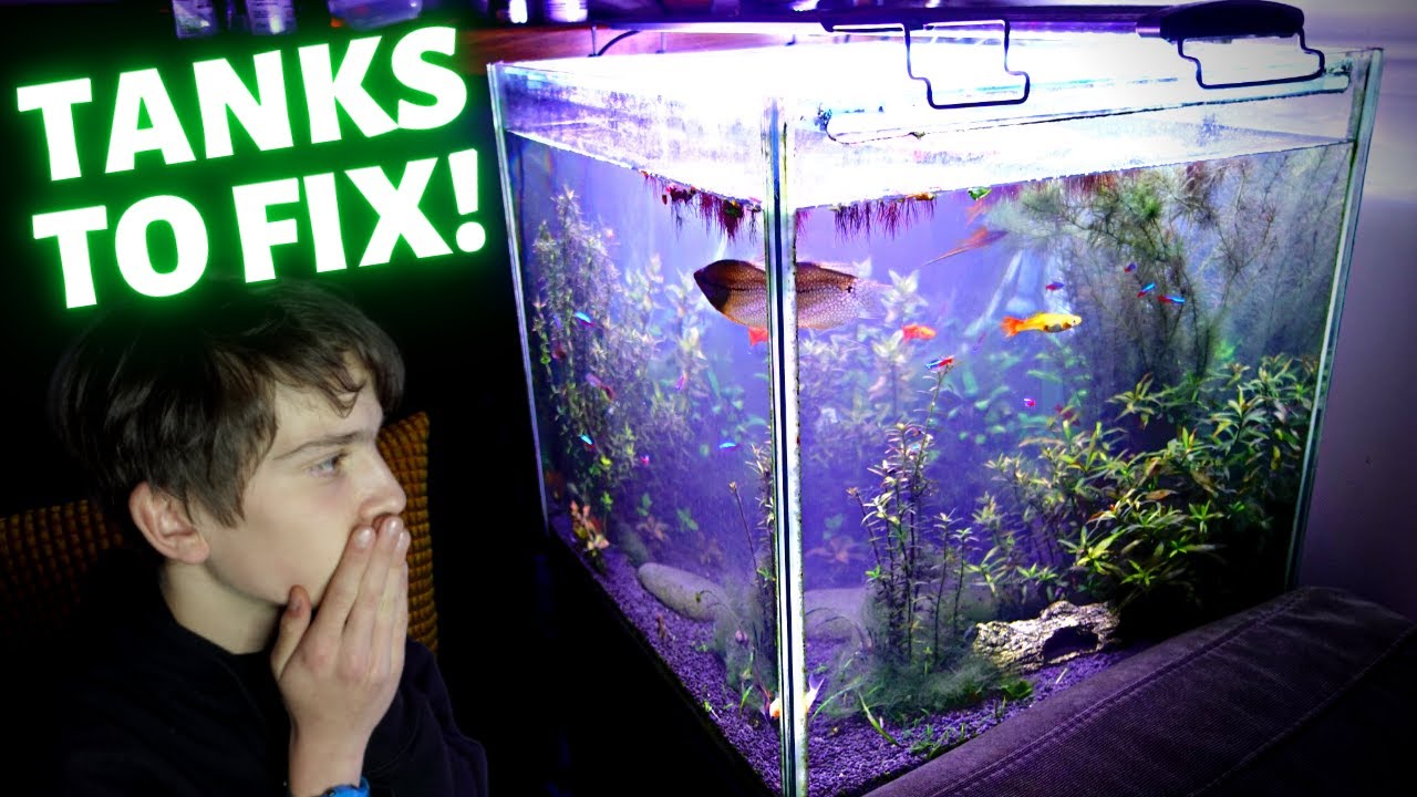 VLOG: 8 Days Away From The Aquariums! Maintenance + Buying New Fish Stuff 😎