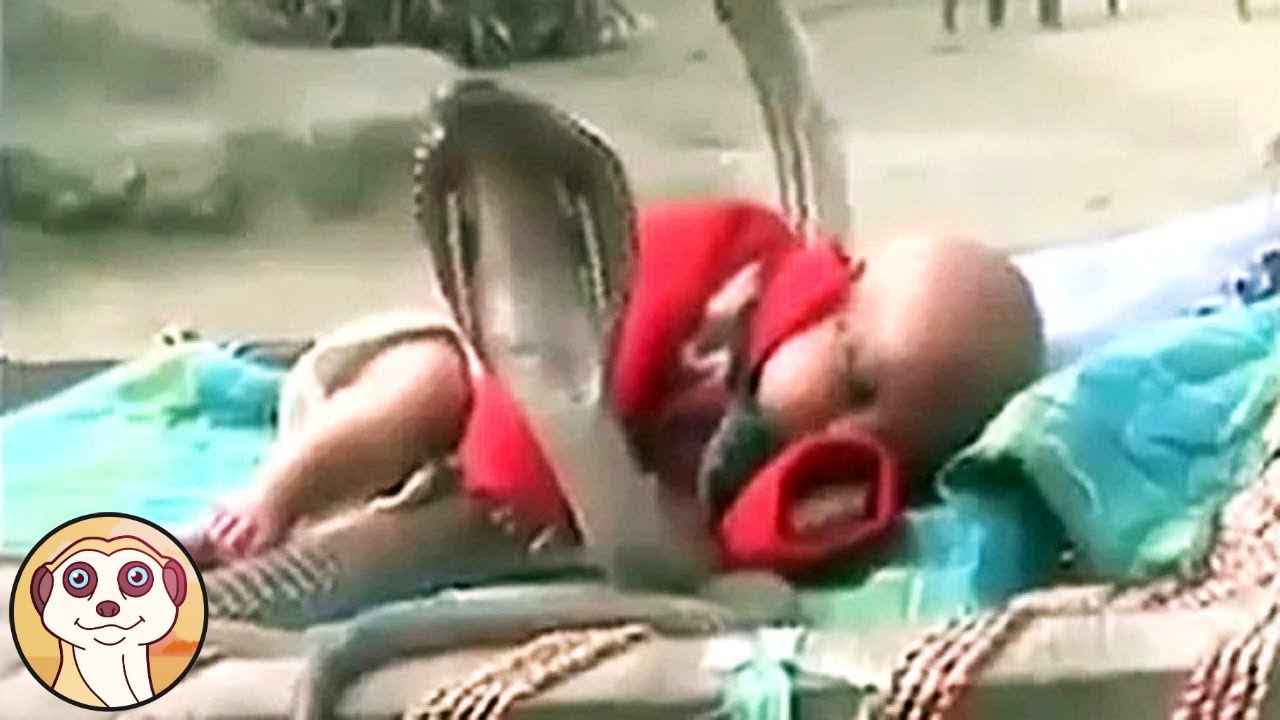 QUESTO COBRA HA SALVATO UN BAMBINO ... ANIMALI EROI RIPRESI DA TELECAMERE
