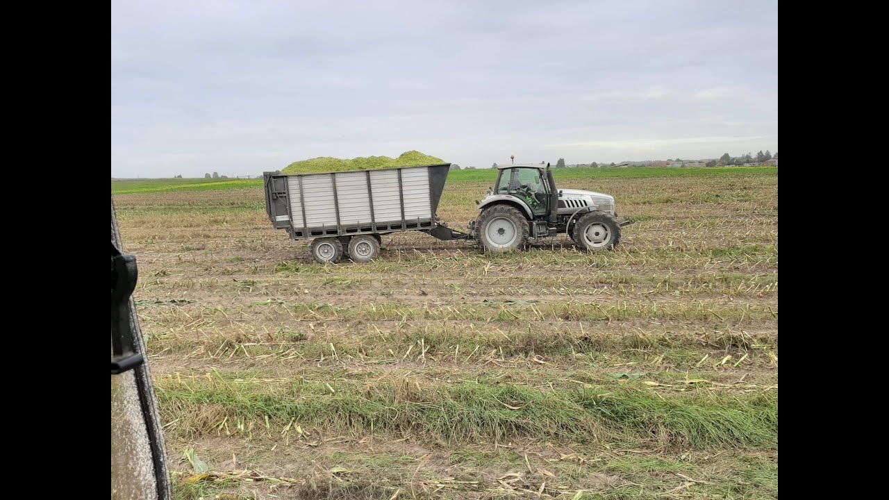 Nasz kukurydza na kiszonkę. Paweł nagrywa jak wygląda odw&oacute;z kukurydzy z perspektywy traktorzysty.