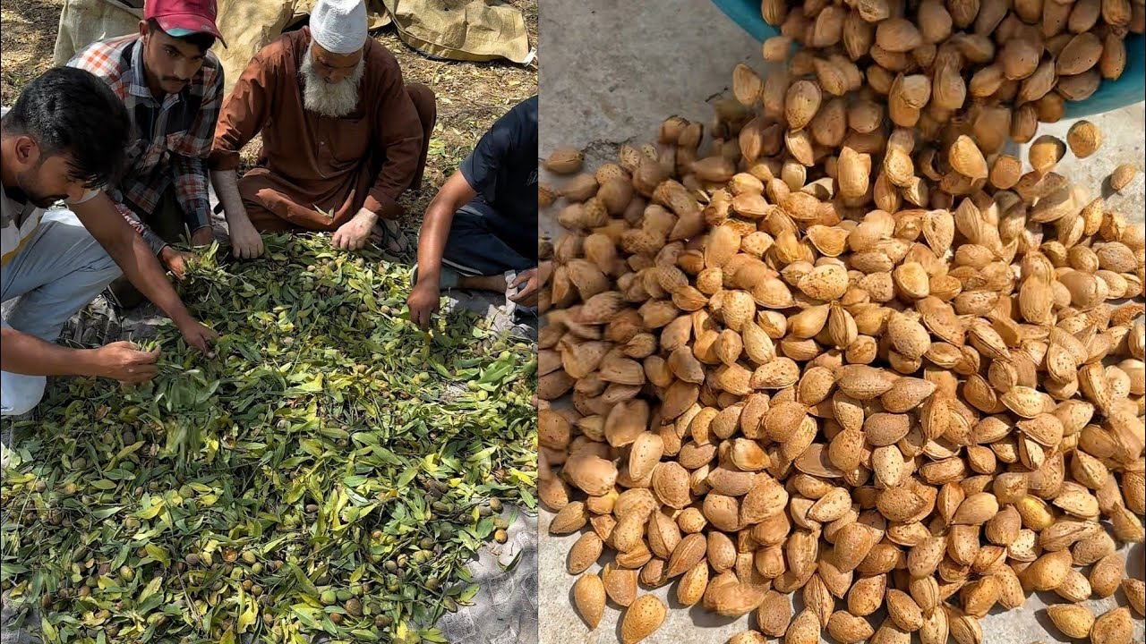 Full Making Process of Almonds😱😱 क्या आपको पता है बादाम कैसे तैयार किया जाता है😳😳 Indian Food
