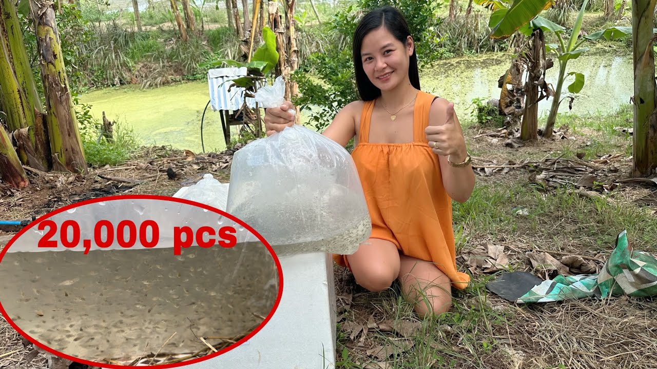 20,000 pcs Tilapia Fingerlings ang nilagay ko ulit sa aking fishpond ✔️
