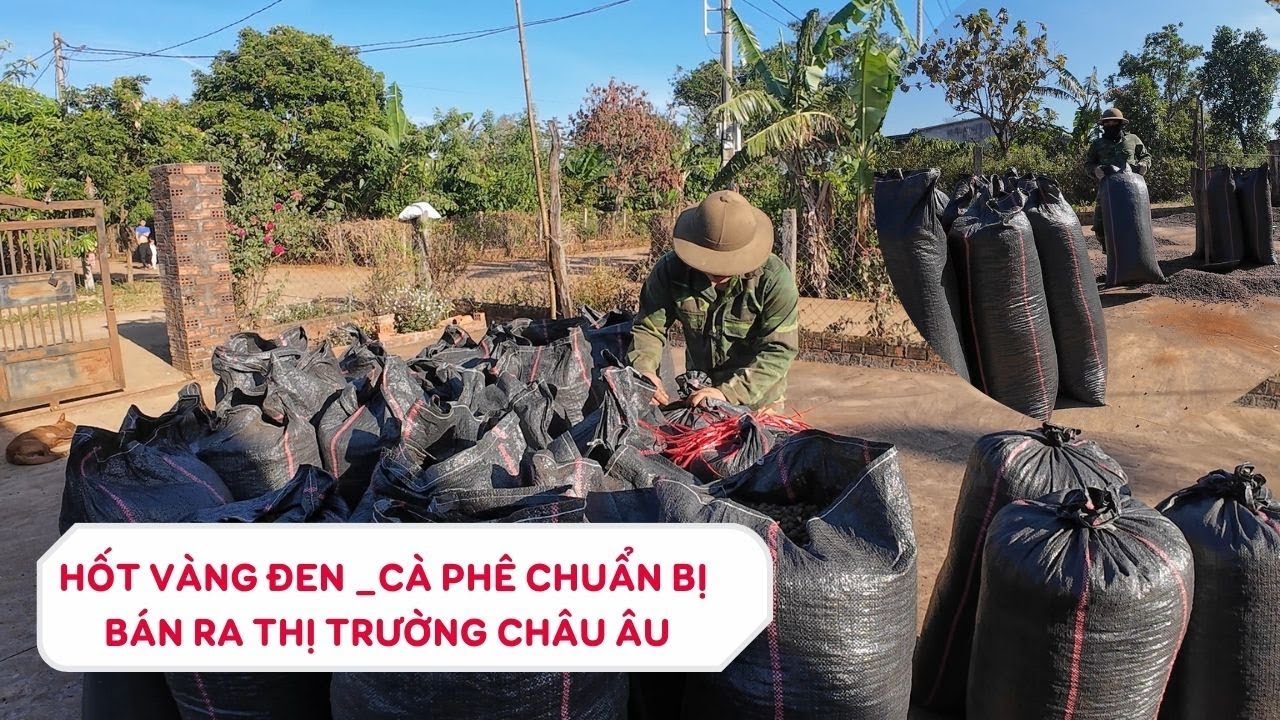 Hốt cà phê_vàng đen Tây Nguyên chuẩn bị xay nhân để bán ra thị trường| cà chất lượng nhân chất lượng