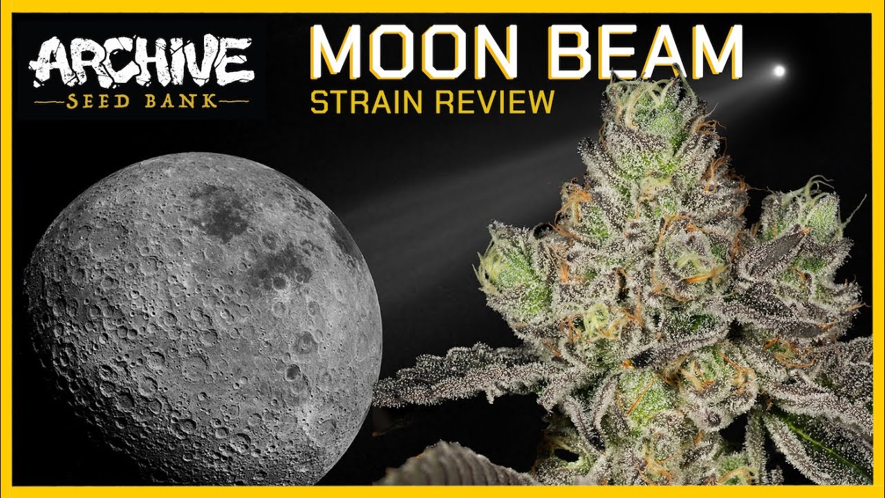 Moon Beam - Strain Review