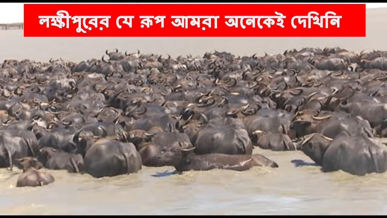 মেঘনা নদীর সৌন্দর্য দেখতে ভুলবেন না! মহিষের পাল | ইলিশ মাছ, জেলে জীবন  |