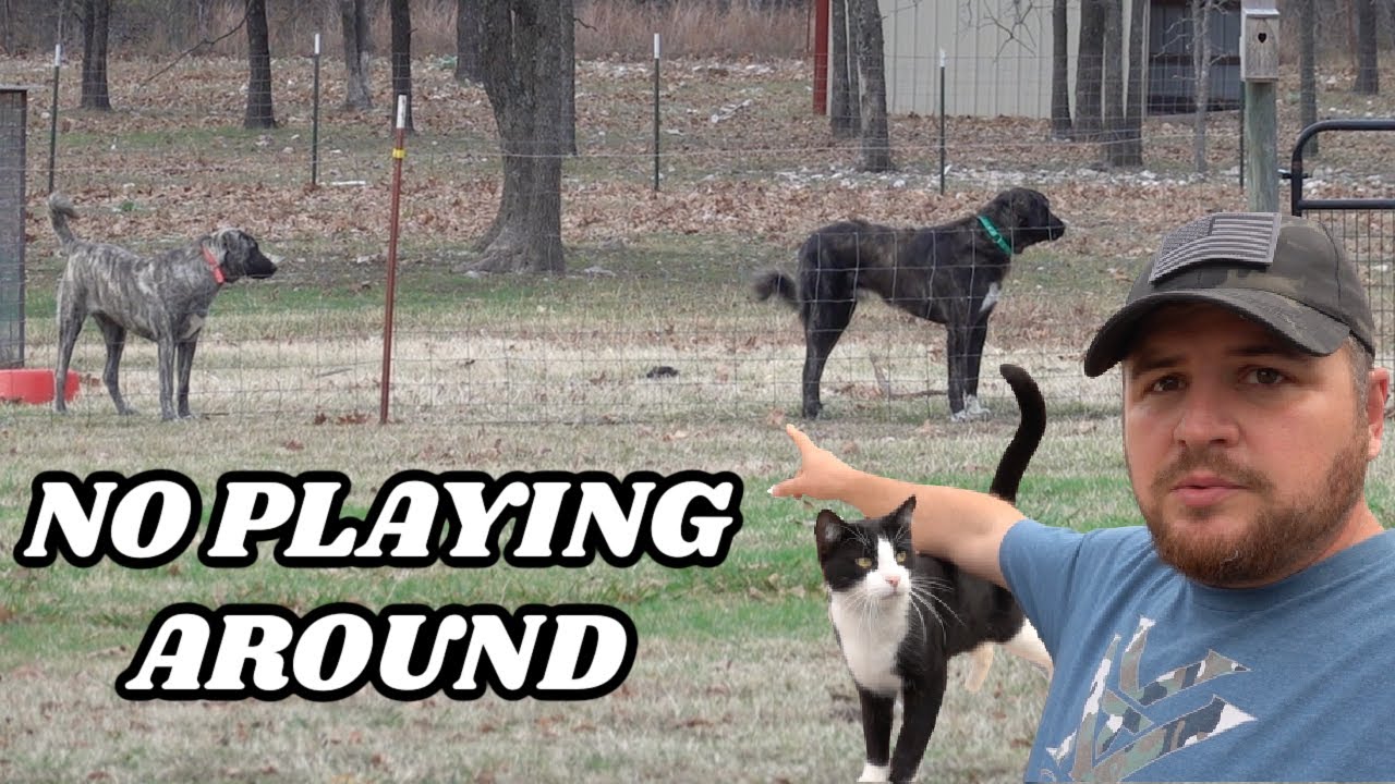 GIANT GUARD DOGS CAUGHT IN ACTION   PREDATORS BETTER THINK TWICE