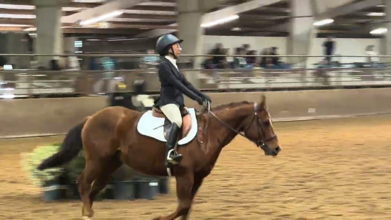 Novice 2.14.26 Texas tech English show 